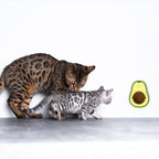 "Avocado Catnip Wall Ball Cat Toys Catnip, 2PCS Cute Avocado Shape Catnip Toys Rotatable Treats Toys for Indoor Cats "_1_image